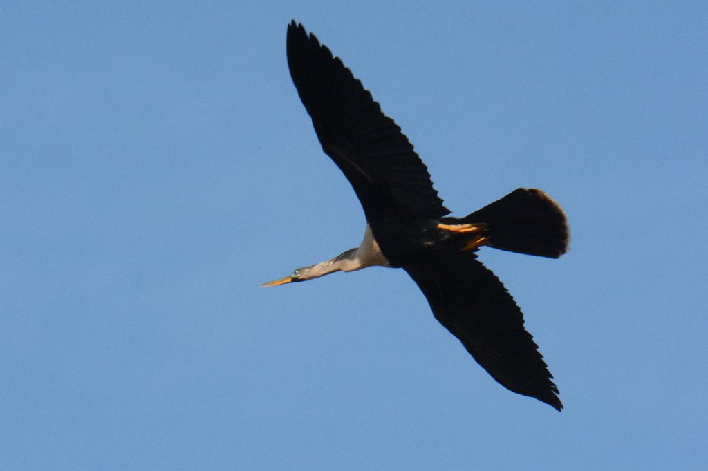 Anhinga, 2015-01180992 Wakodahatchee Wetlands, FL.JPG - Anhinga in flight. Wakodahatchee Wetlands, FL, 1-18-2015